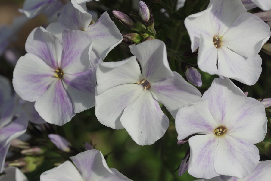 Превью изображения