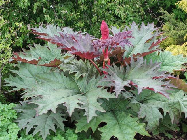 Превью изображения