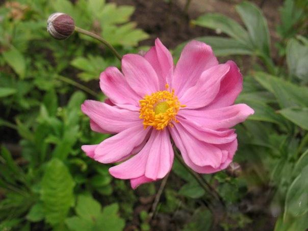 Превью изображения