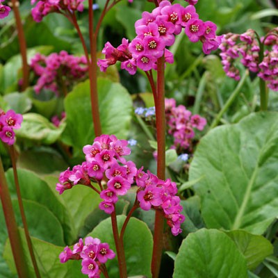 Превью изображения