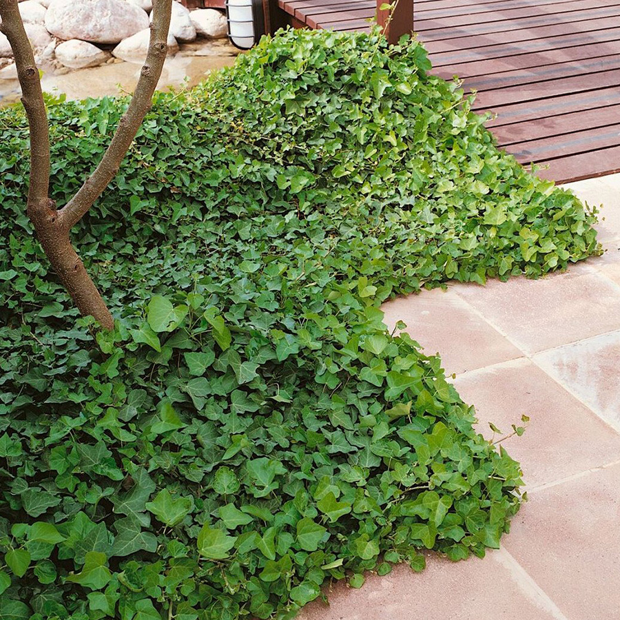 Превью изображения