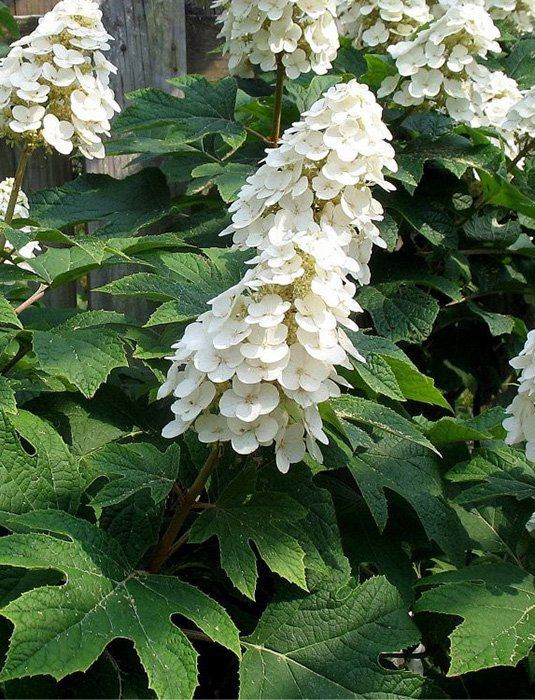 Превью изображения