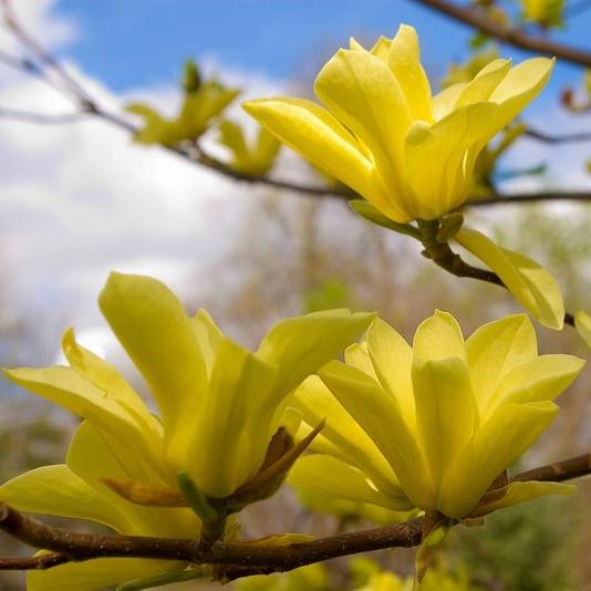 Превью изображения