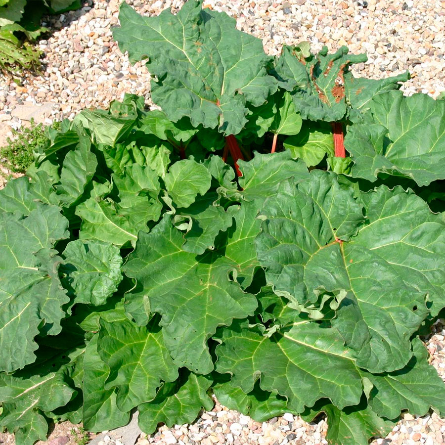 Превью изображения