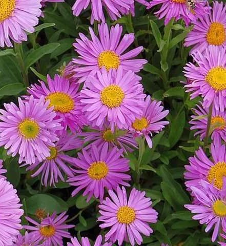 Превью изображения