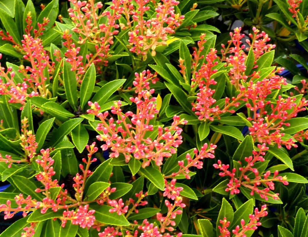 Превью изображения