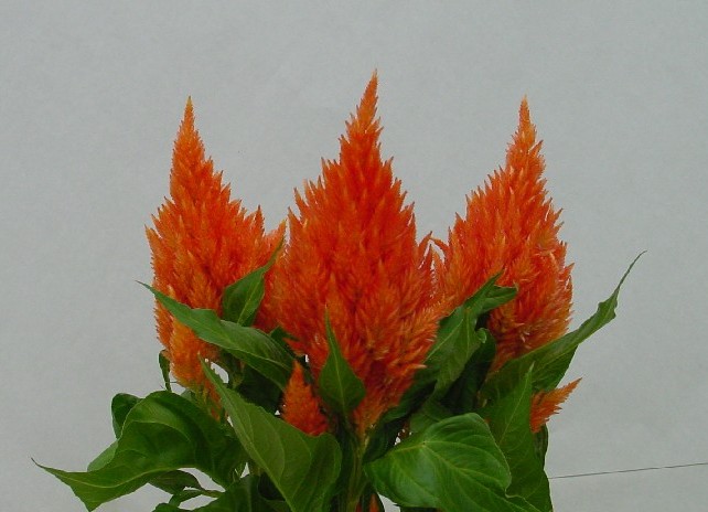 Превью изображения