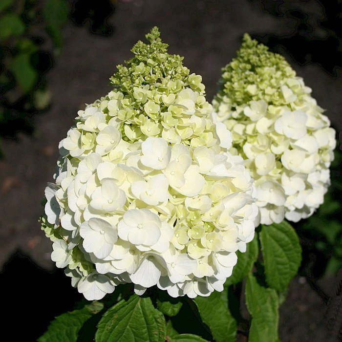 Превью изображения