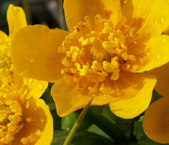 Превью изображения