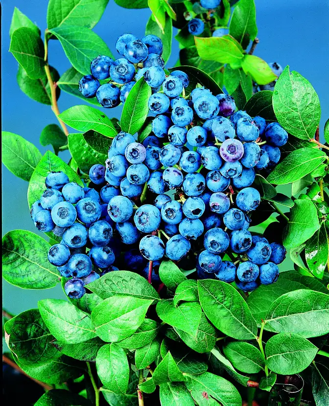 Превью изображения