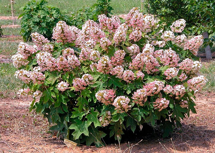 Превью изображения