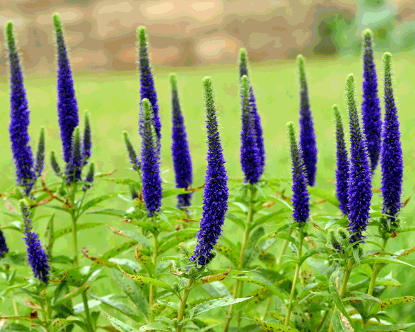 Превью изображения