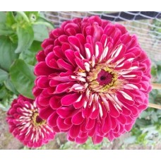 Превью изображения