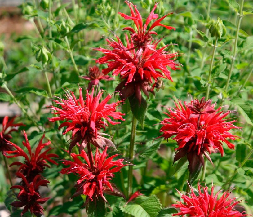 Превью изображения