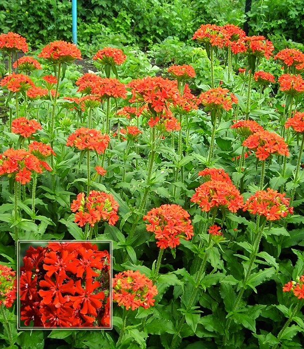 Превью изображения