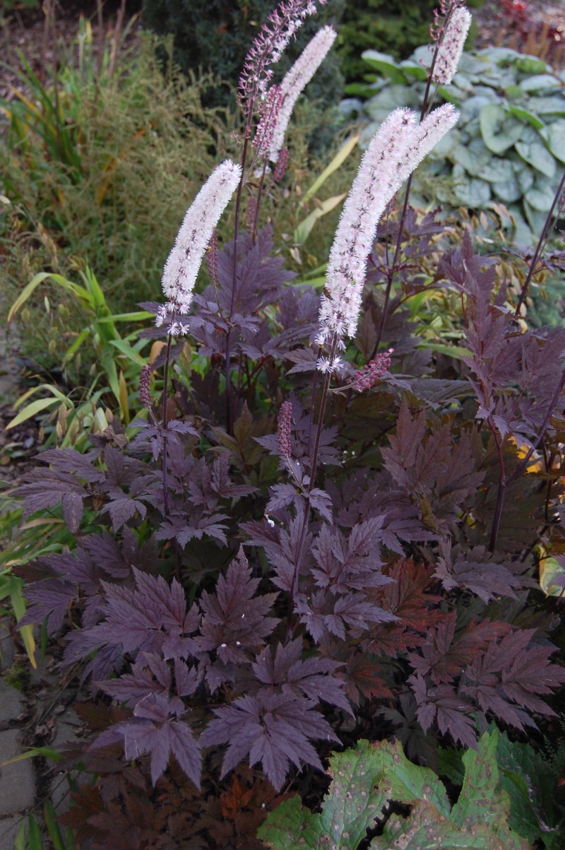 Превью изображения