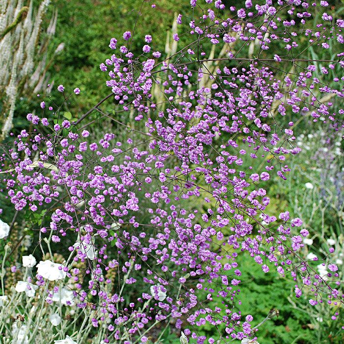 Превью изображения