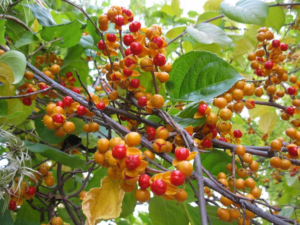 Превью изображения