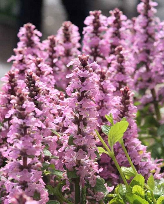 Превью изображения