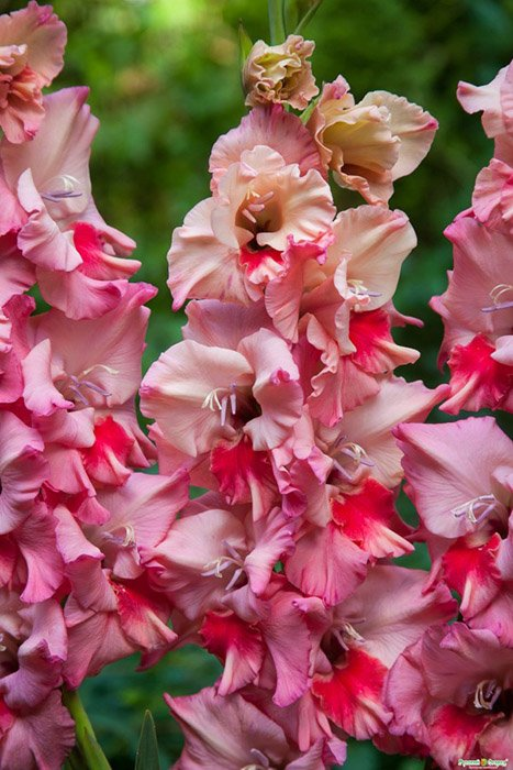 Превью изображения