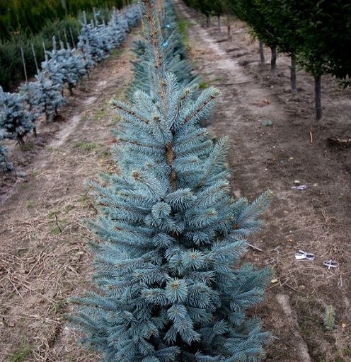 Превью изображения