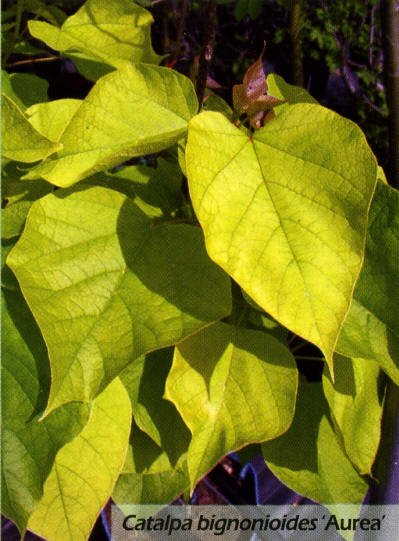 Превью изображения