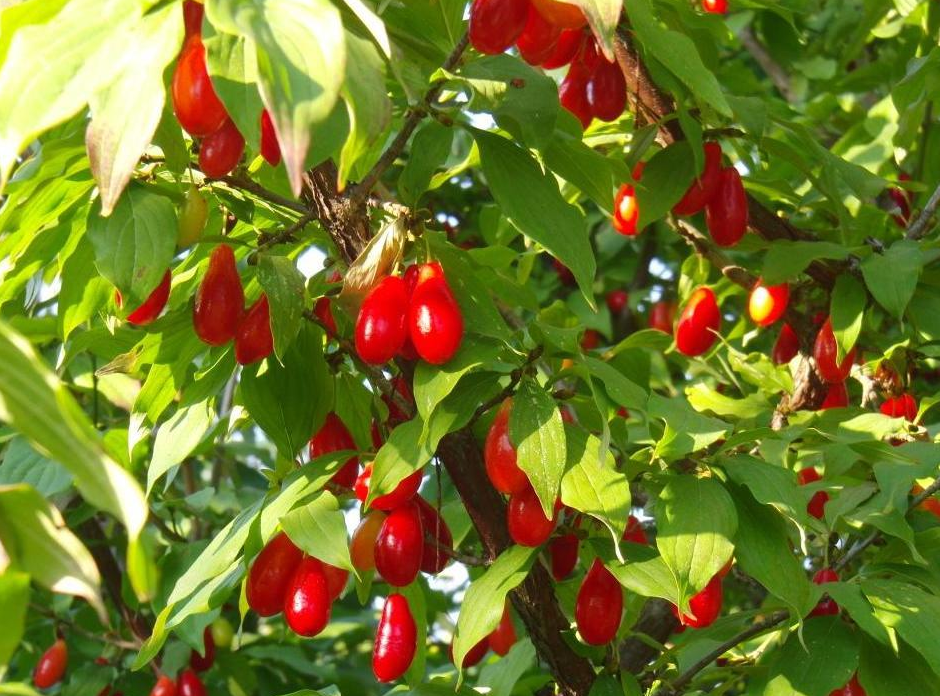 Превью изображения