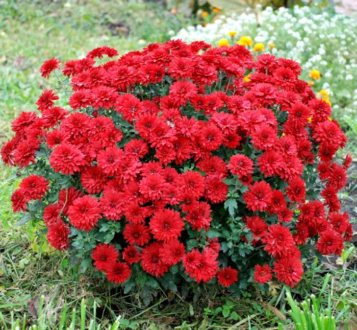 Превью изображения