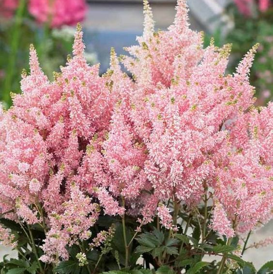 Превью изображения