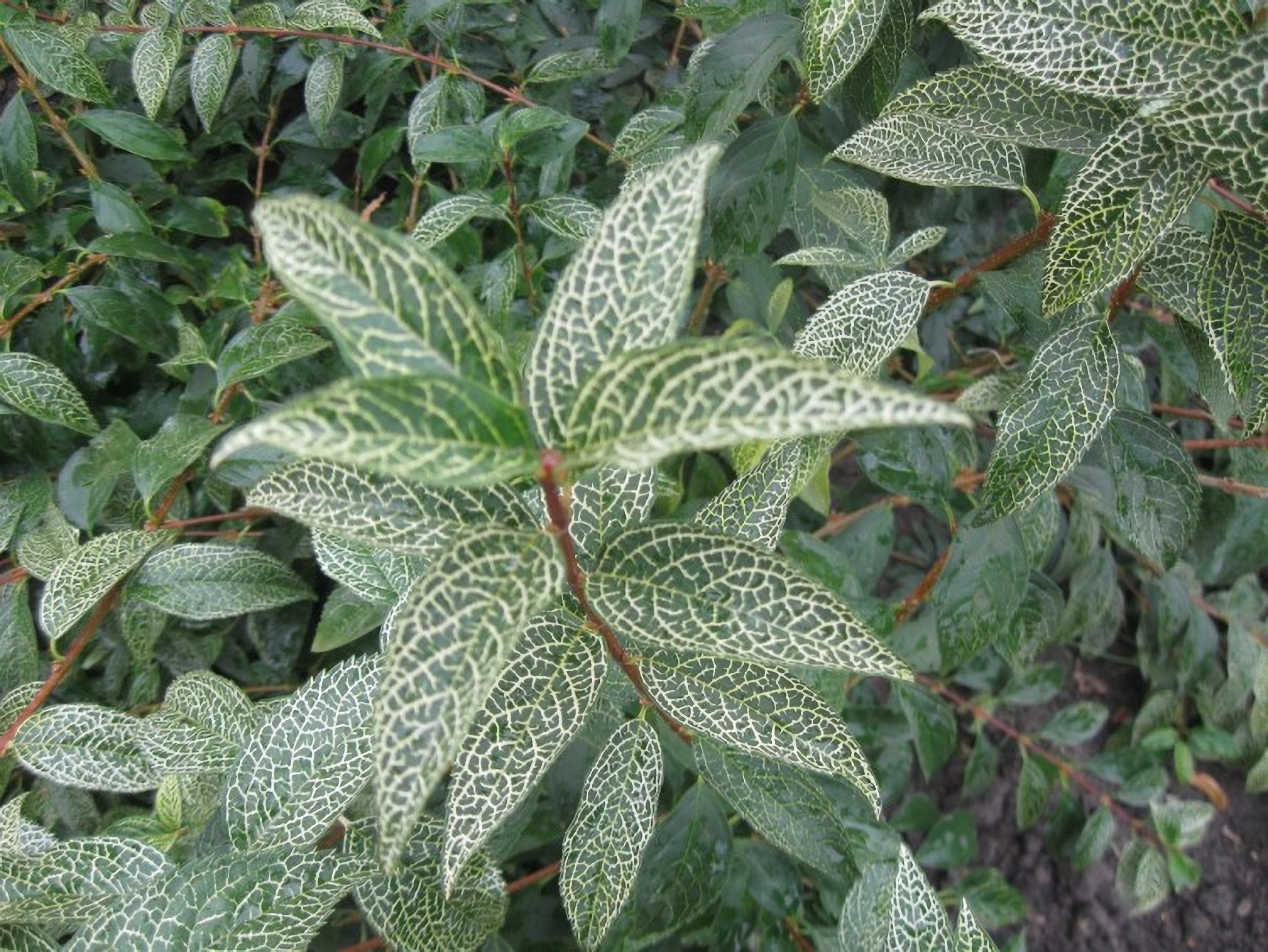 Превью изображения