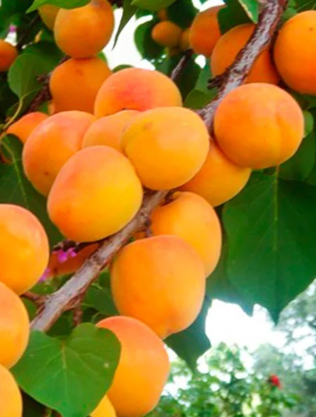 Превью изображения