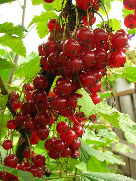 Превью изображения