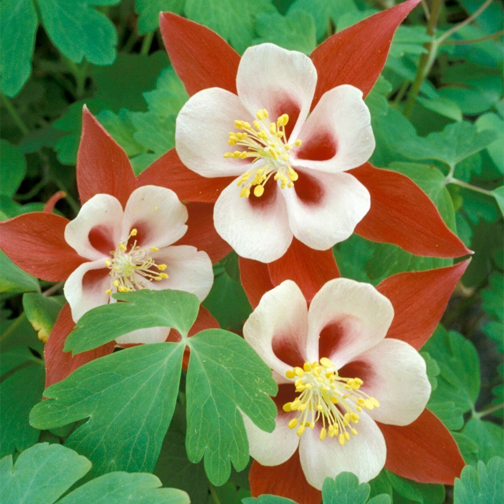 Превью изображения