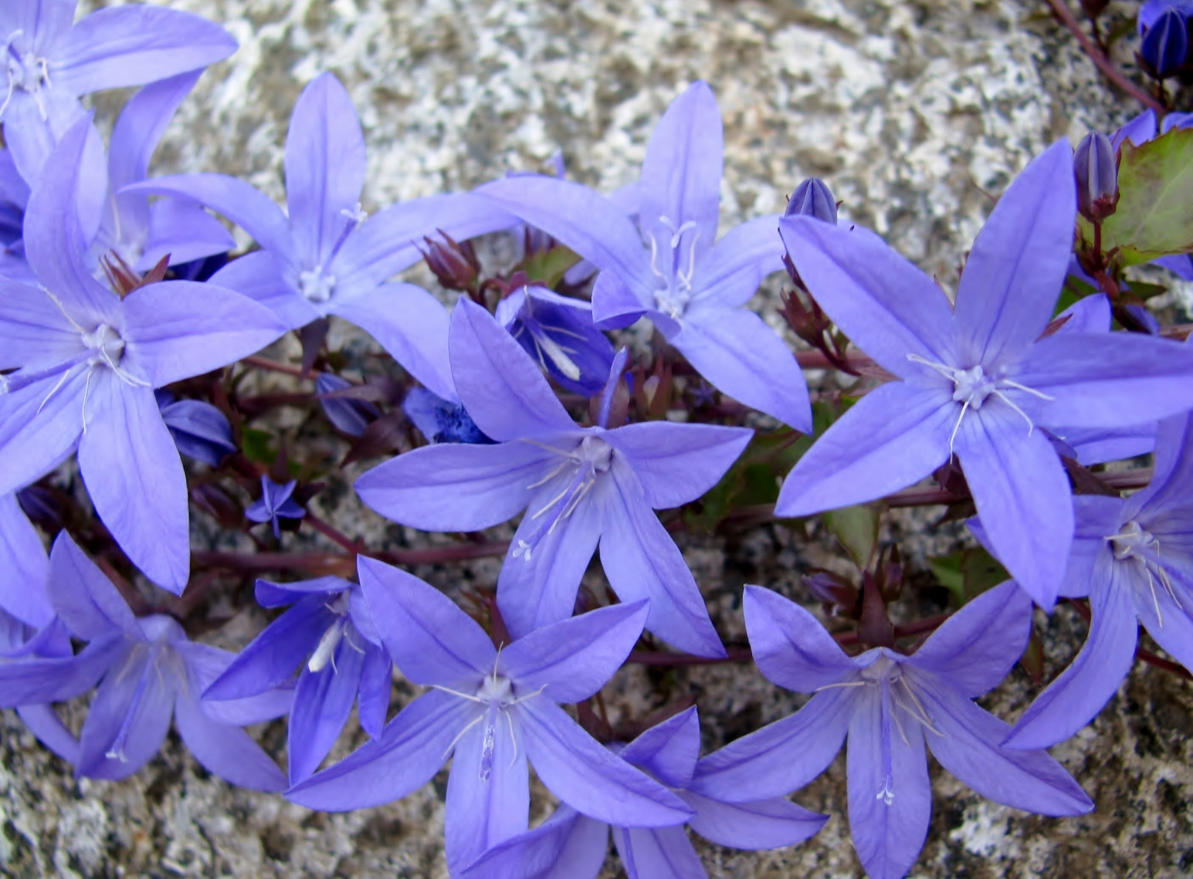 Превью изображения