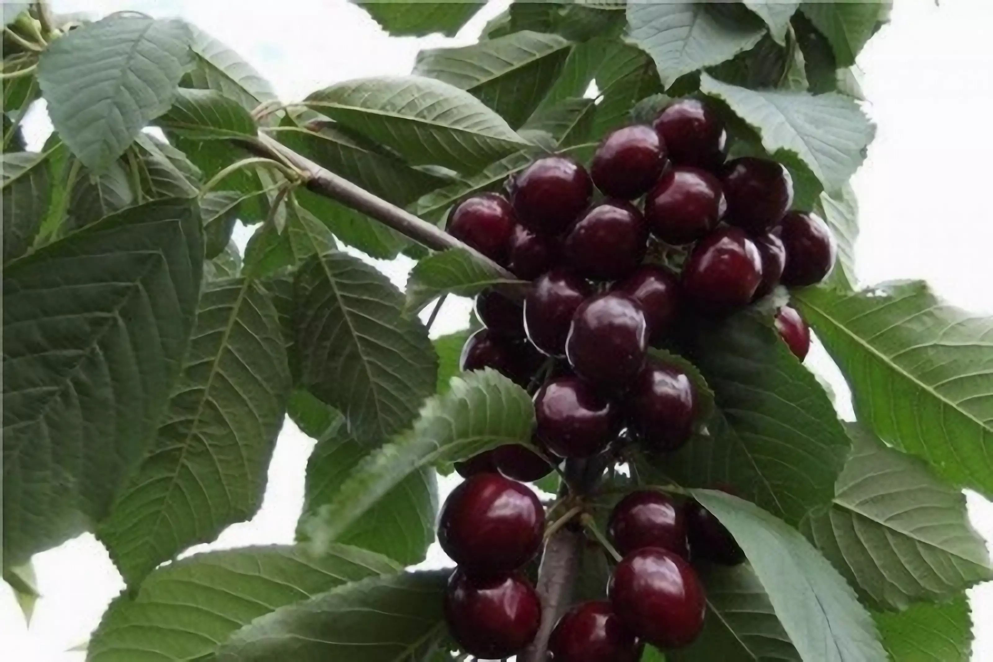 Превью изображения