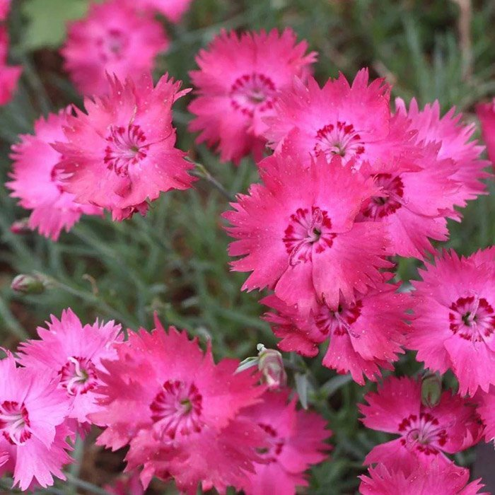 Превью изображения