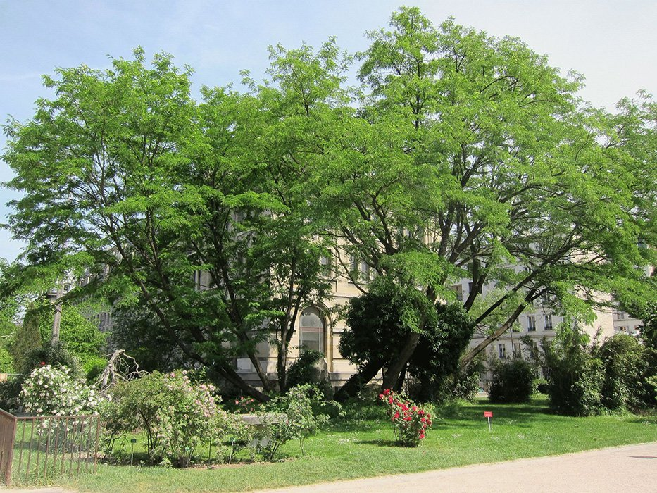 Превью изображения