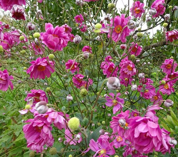 Превью изображения