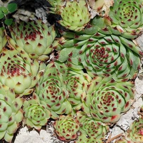 Превью изображения