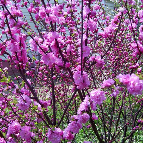 Превью изображения