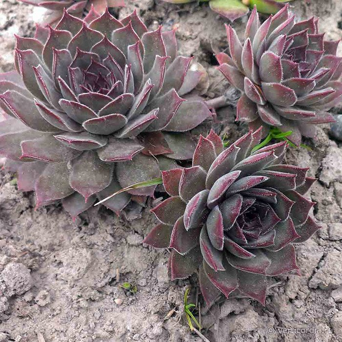 Превью изображения