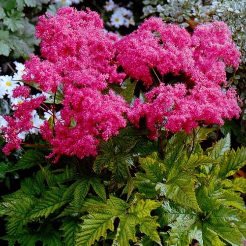 Превью изображения