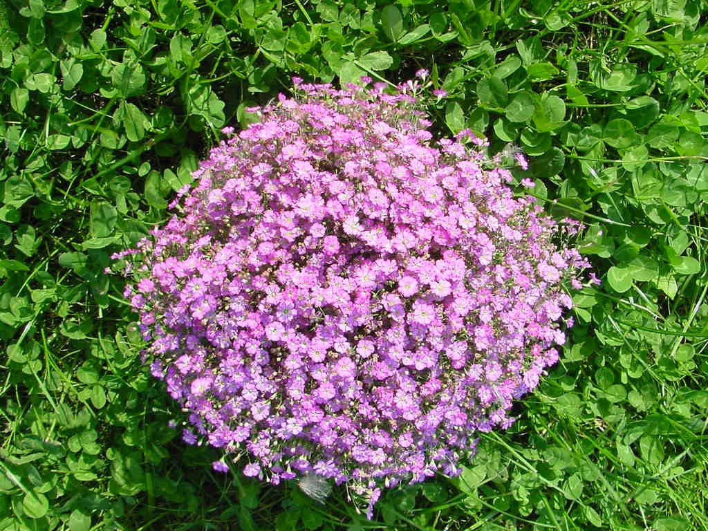 Превью изображения