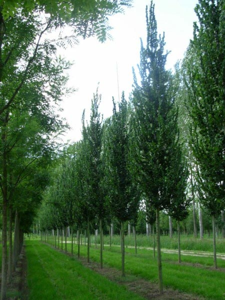 Превью изображения