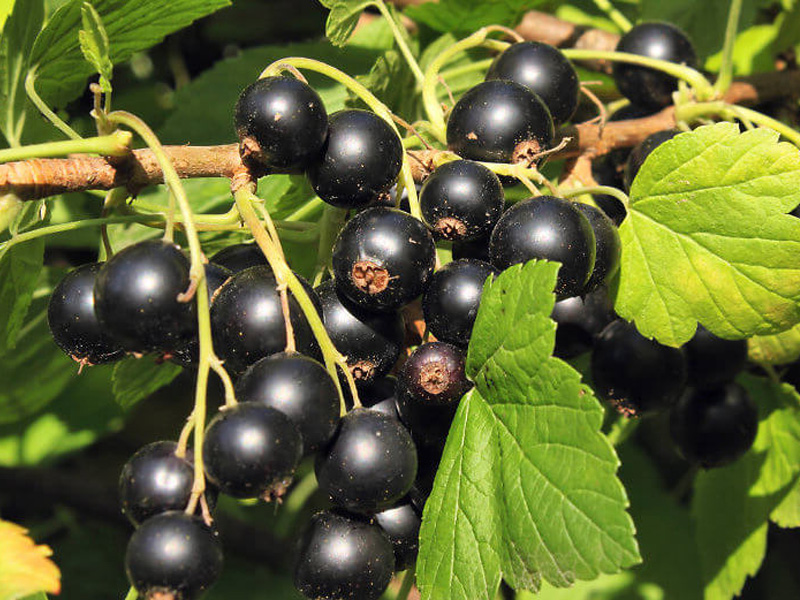 Превью изображения