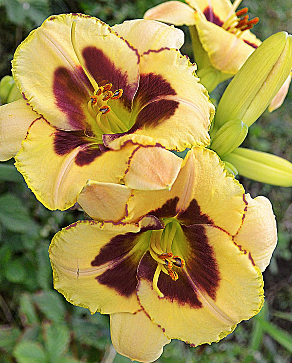 Превью изображения