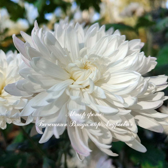 Превью изображения