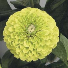 Превью изображения