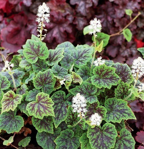 Превью изображения