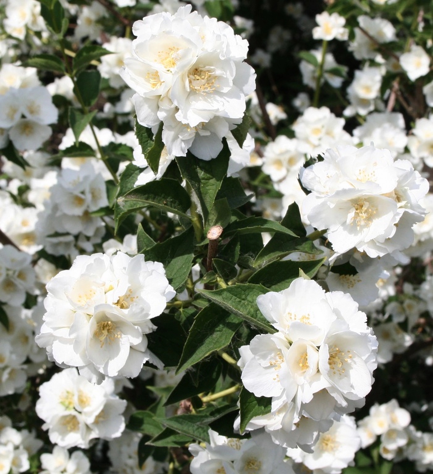 Превью изображения